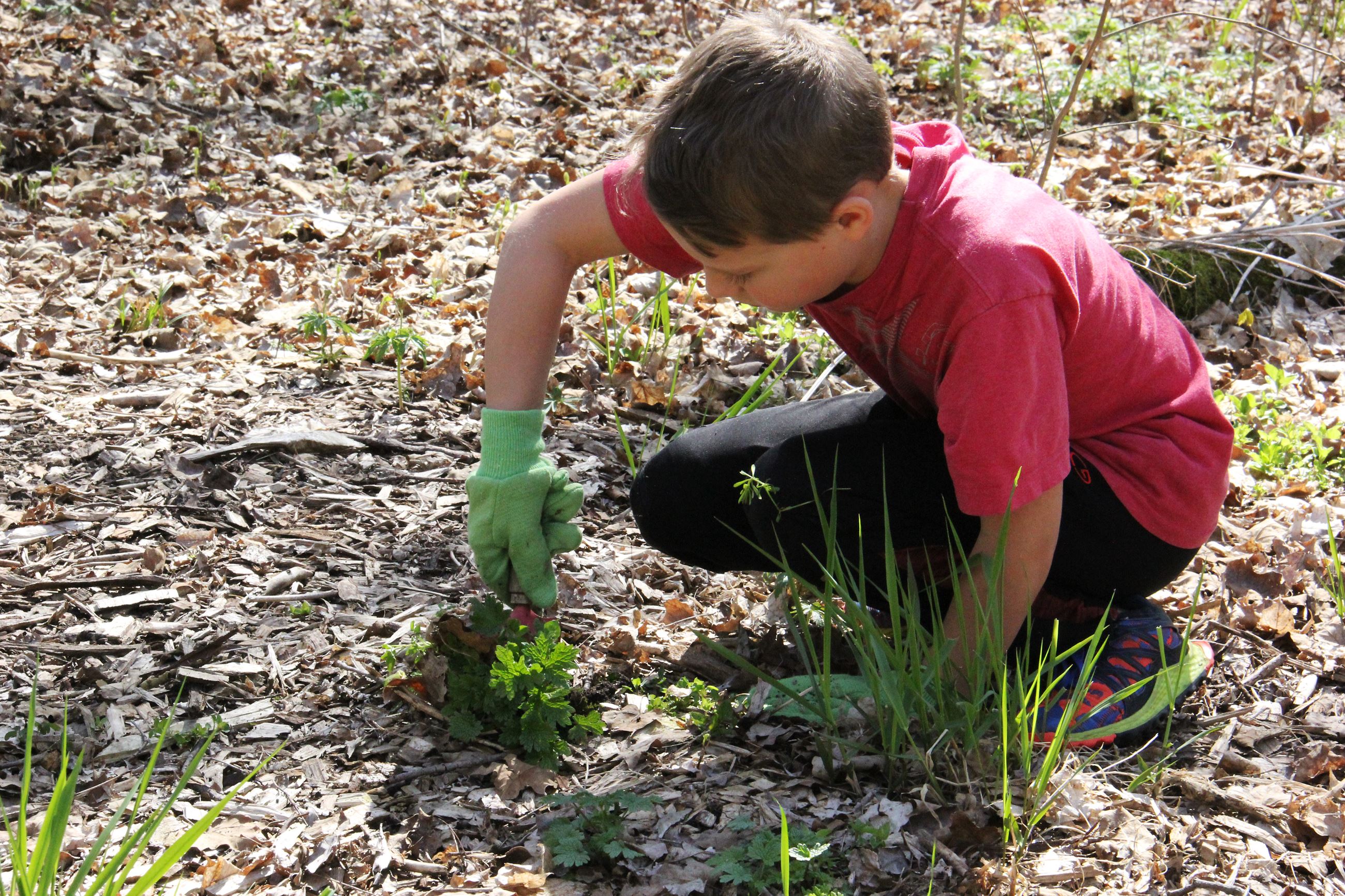 Little boy digs up weed