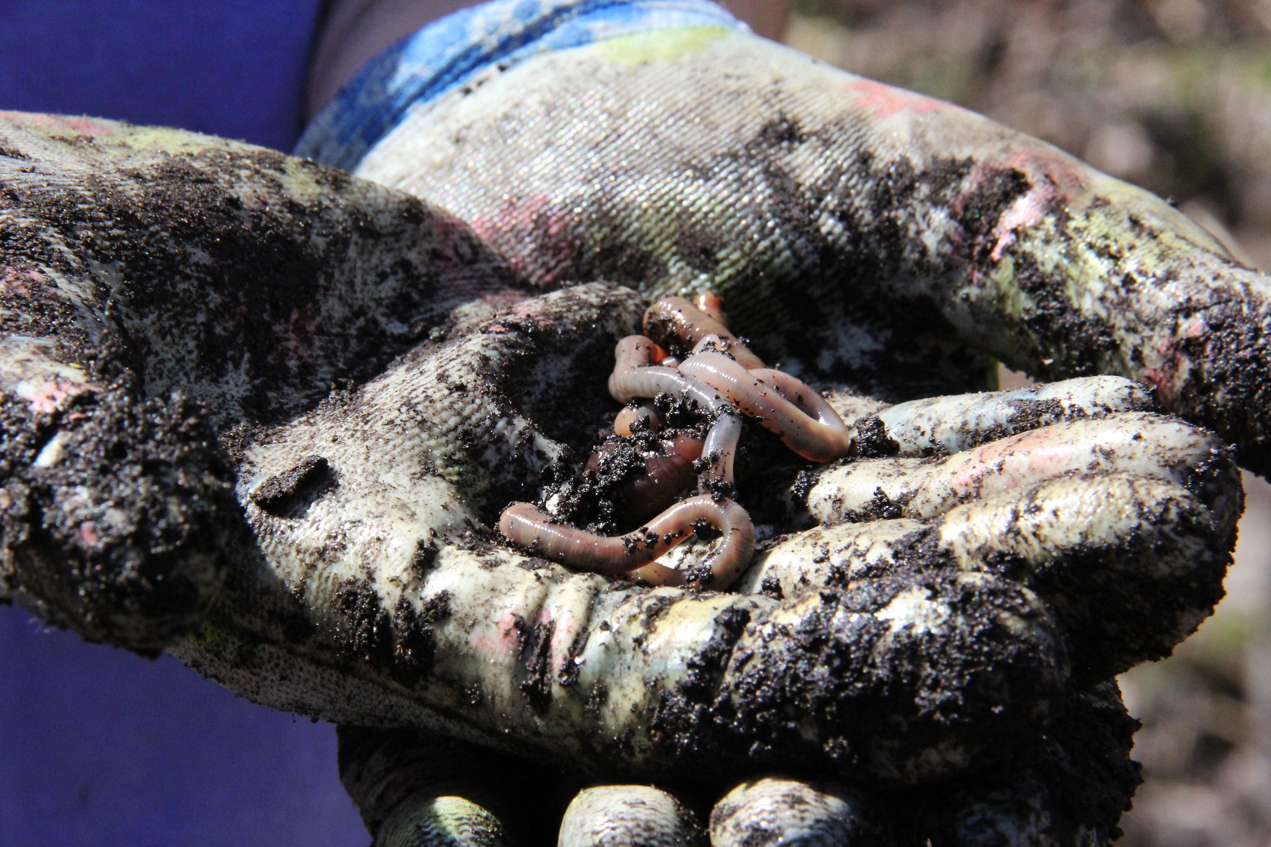 Dirty garden gloves holding worms