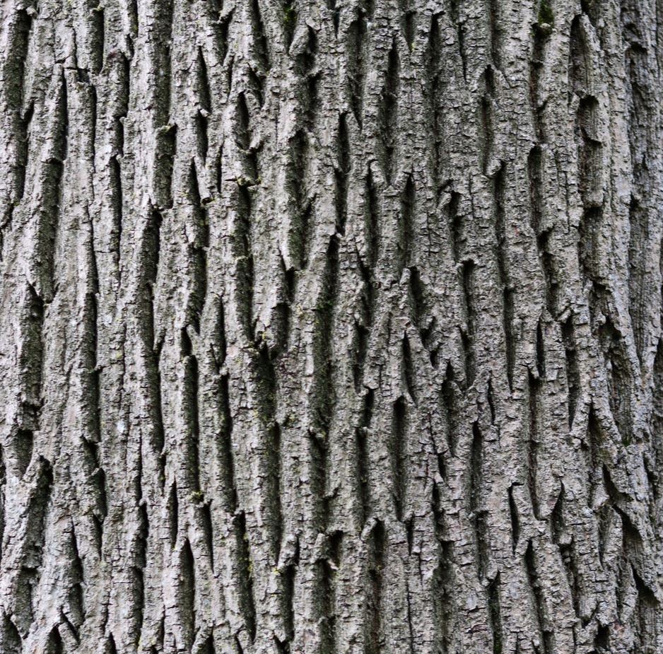 Ash Tree Bark Image